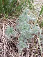 Image of Artemisia austriaca Jacq.