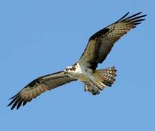 Image of ospreys