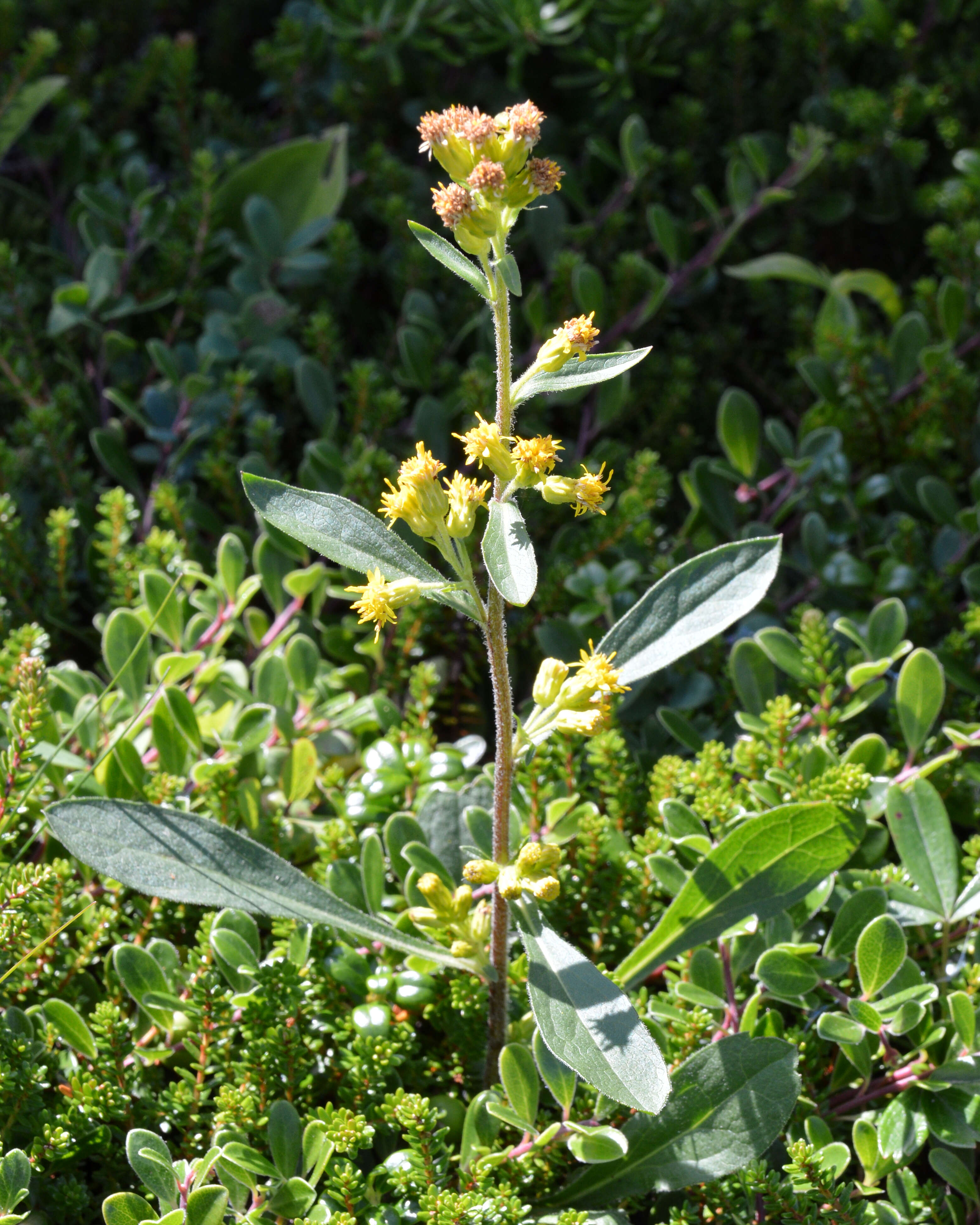 صورة Solidago hispida Muhl. ex Willd.