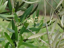 Image of olive tree