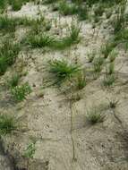 Image of Scirpus radicans Schkuhr