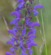 Imagem de Salvia pratensis L.