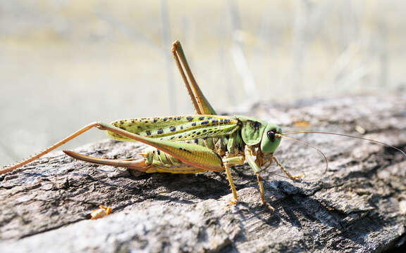 Image of Wart-biter cricket