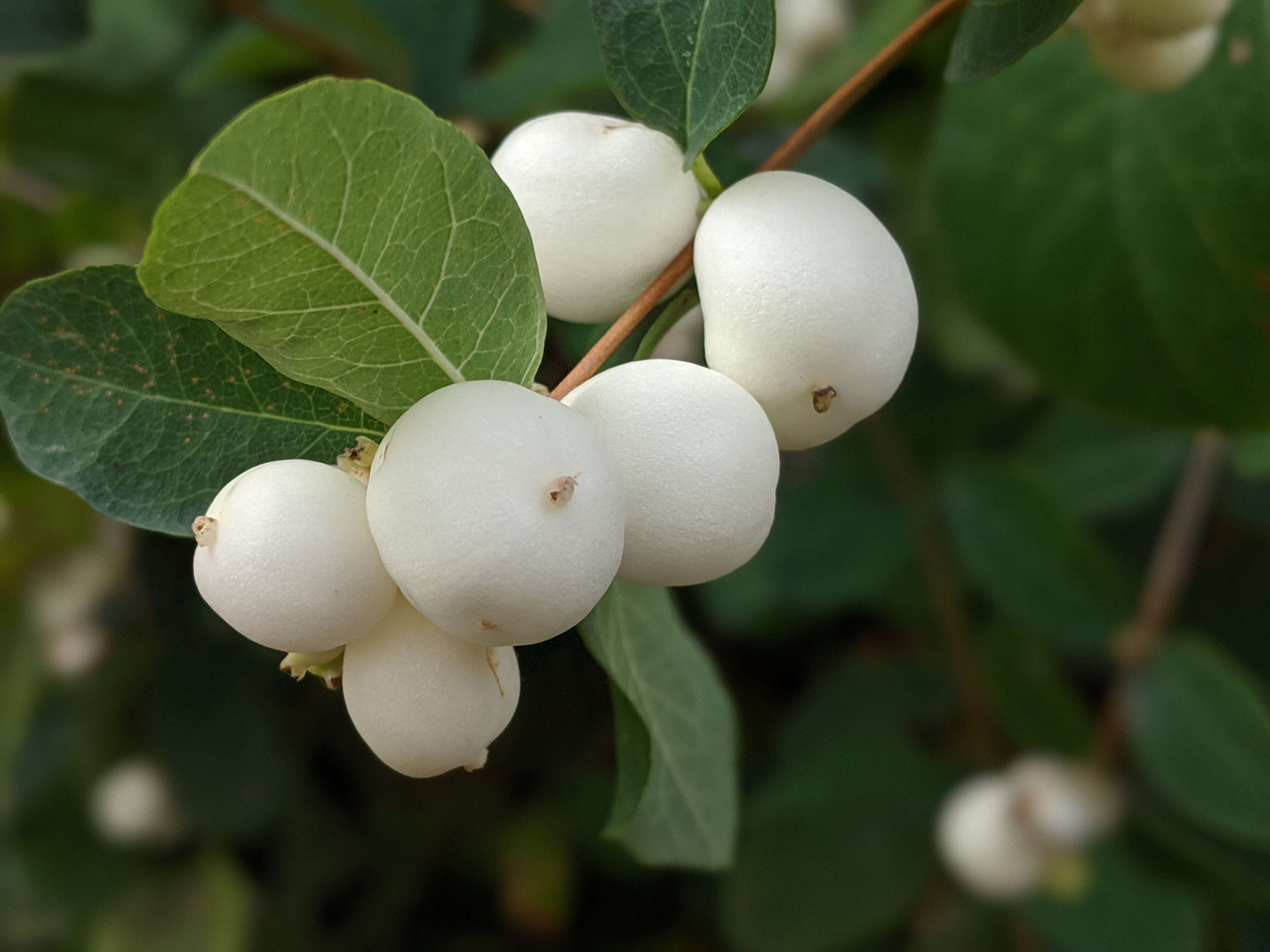 Image of Snowberry