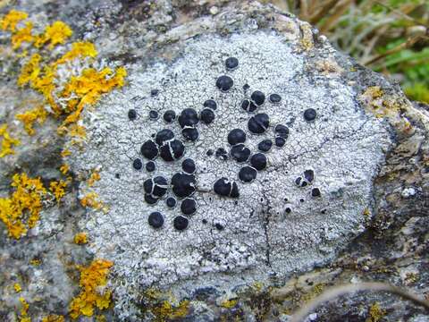 Image of Tephromelataceae