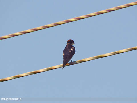 Image of Wire-tailed Swallow