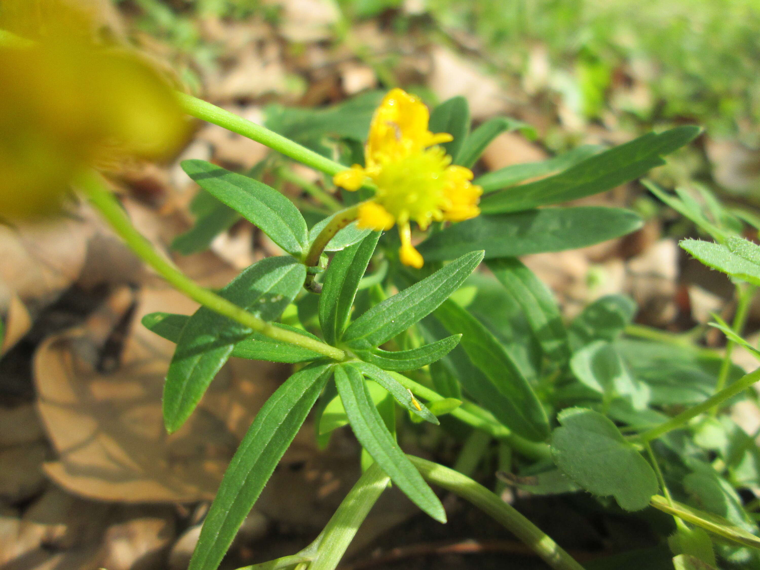 Image of Goldilocks Buttercup