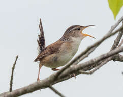 Image of Marsh Wren