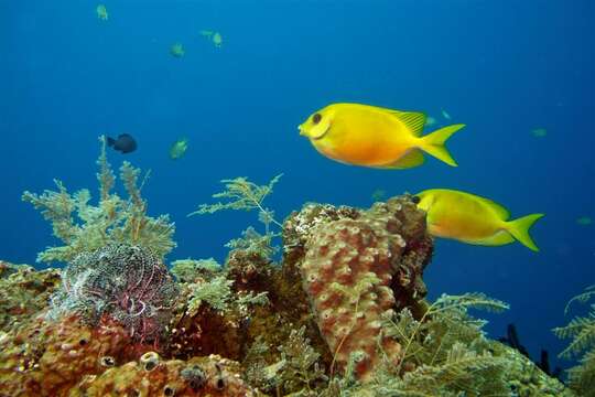 Image of Black-eyed rabbitfish