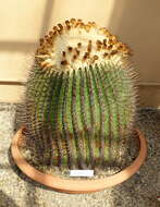 Image of Cactus