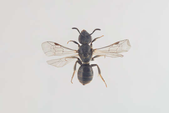 صورة Lasioglossum nitidiusculum (Kirby 1802)