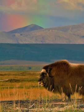 Image of muskox