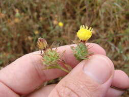 Image of Maltese star-thistle