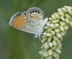 Image of Western pygmy blue