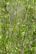 Image of Mauve freylinia