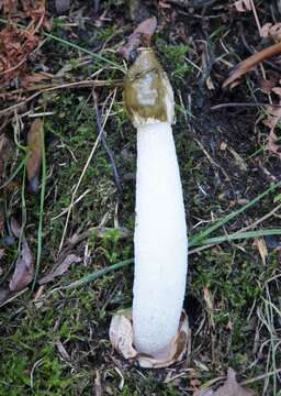 Image de Phallus de chien