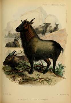 Image of Mishmi takin