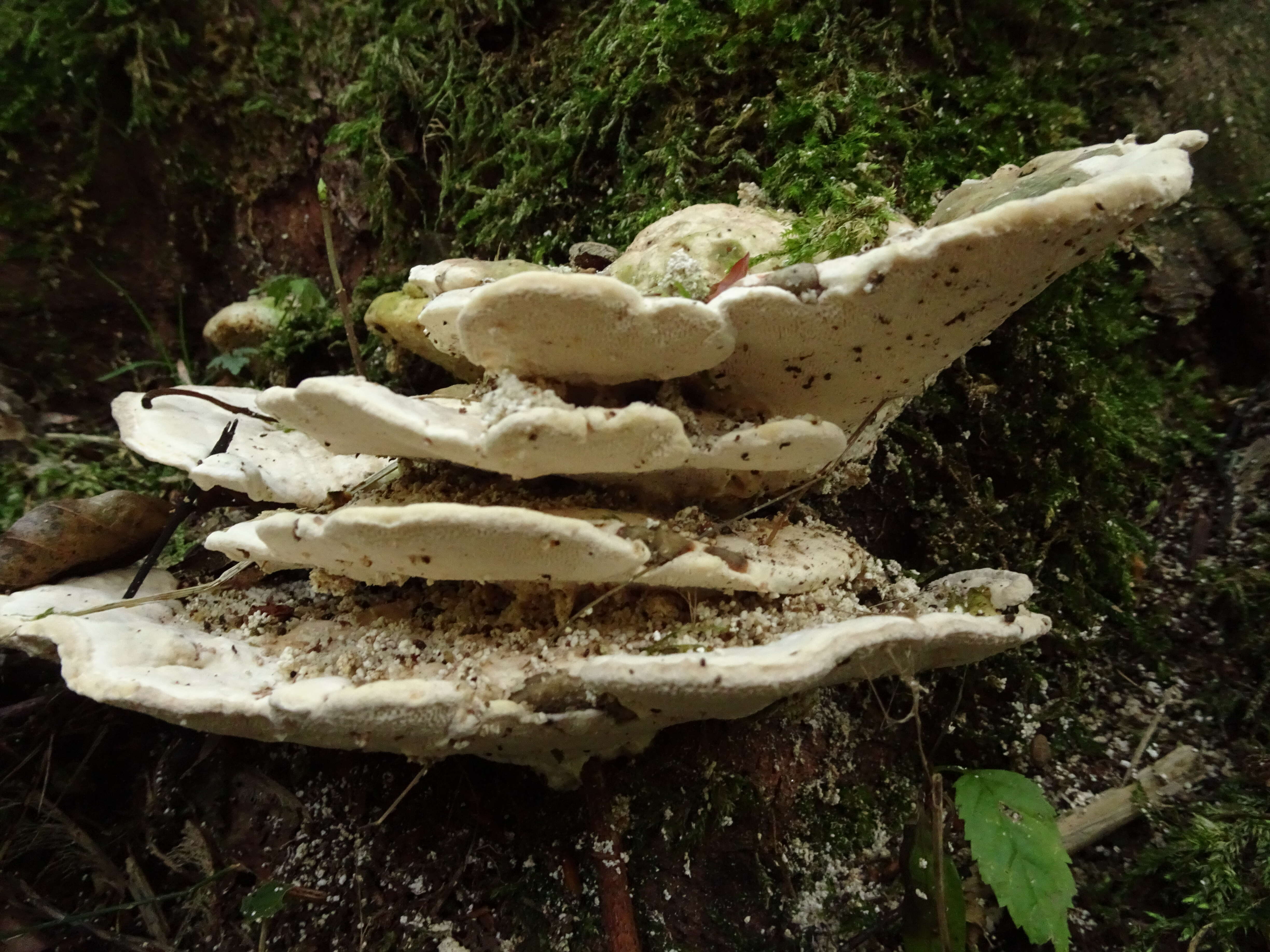 Image of Trametes gibbosa (Pers.) Fr. 1838