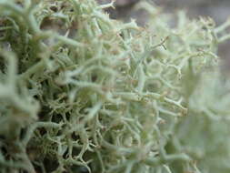 Image of Reindeer lichen