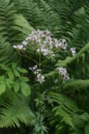 Image of marsh valerian