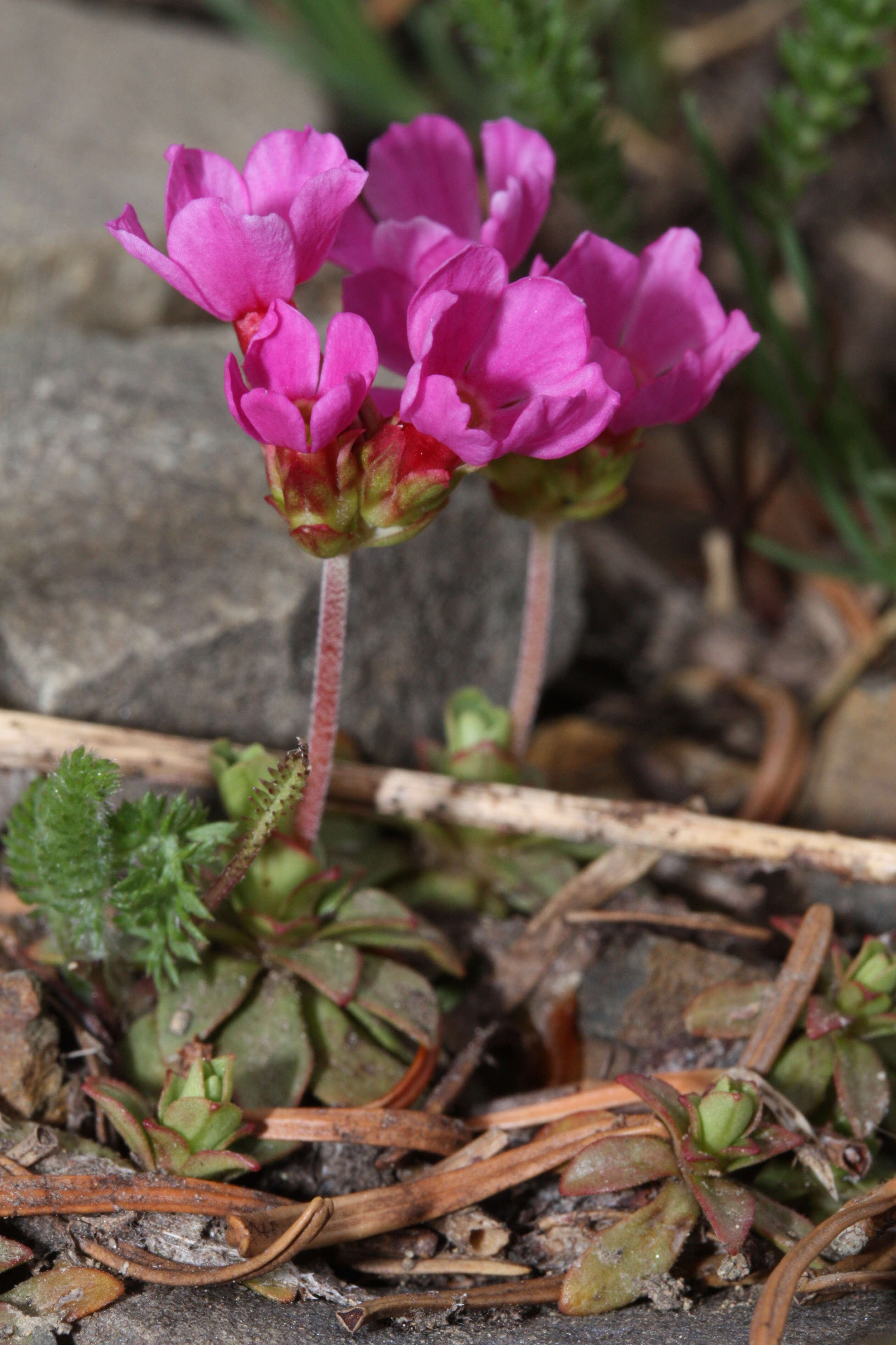 Image of cliff dwarf-primrose