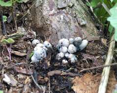 Imagem de Xylaria polymorpha (Pers.) Grev. 1824