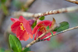 Image of flowering quince