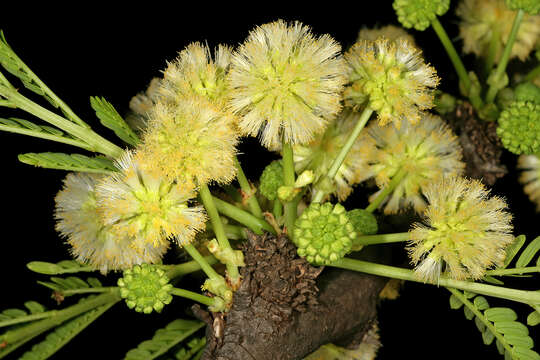 Image of Vachellia robusta (Burch.) Kyal. & Boatwr.