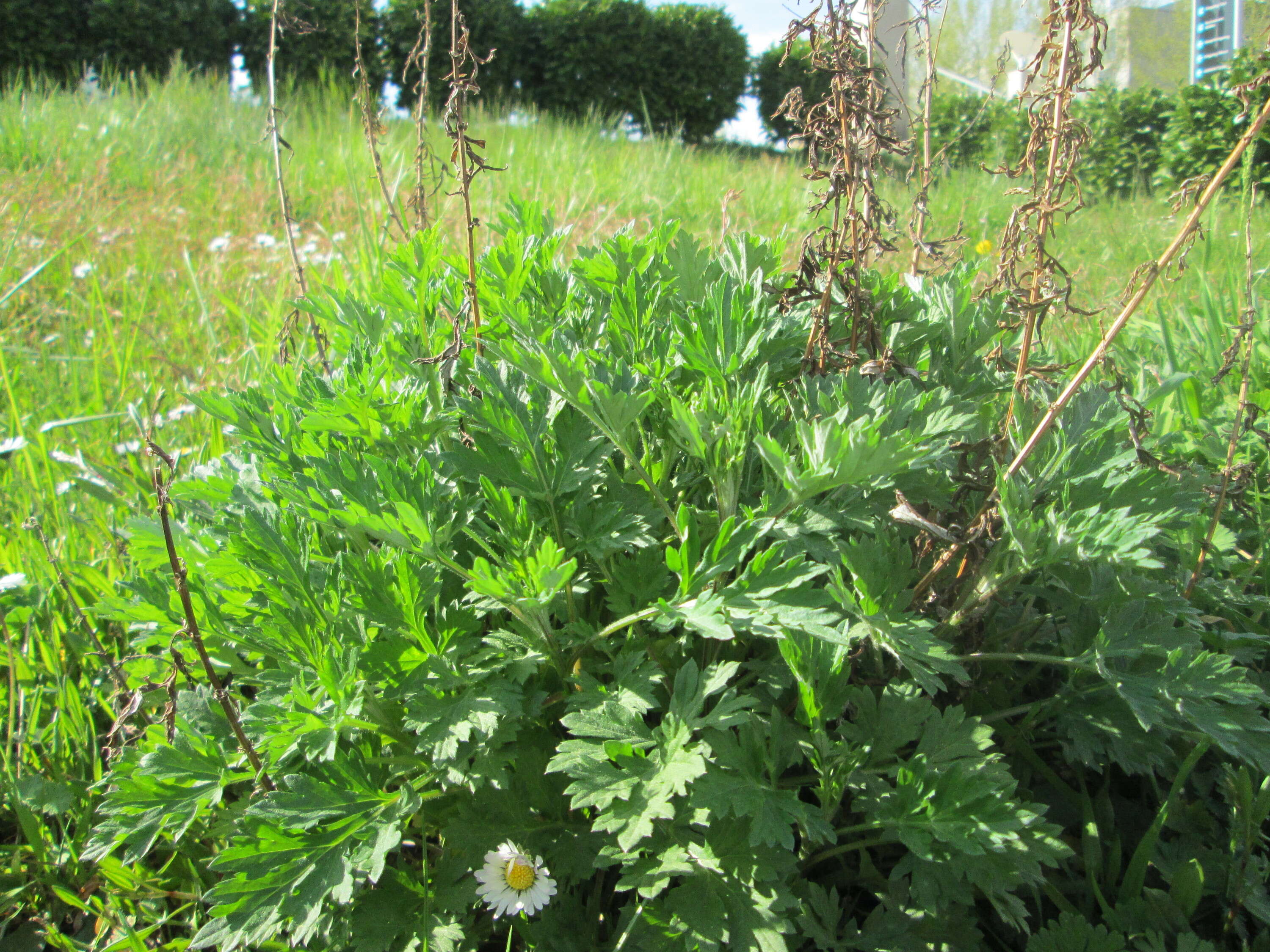 Image of common wormwood