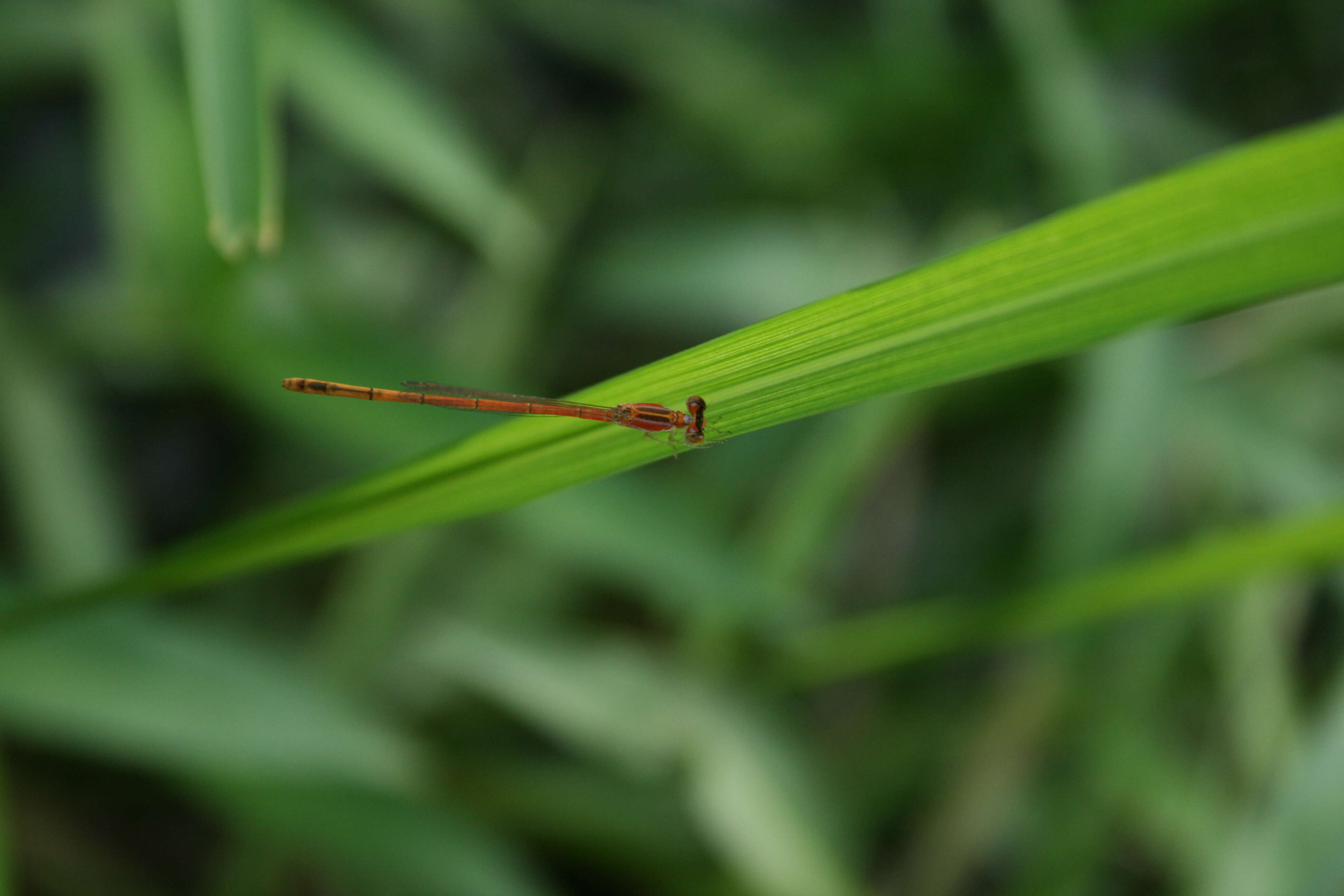 Imagem de Agriocnemis pygmaea (Rambur 1842)