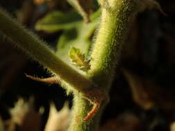 Image of Pelargonium tomentosum Jacq.