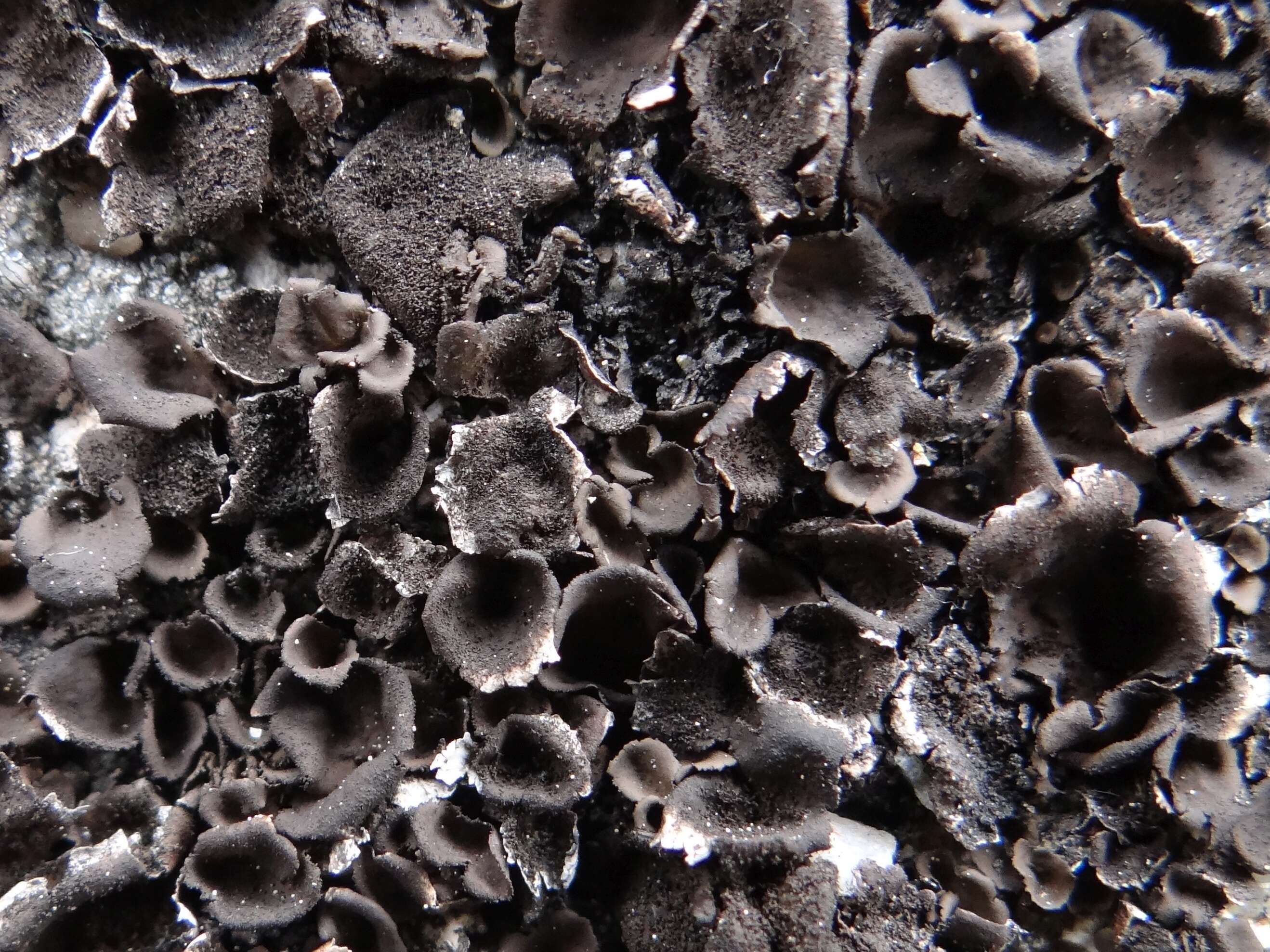 Image of Peppered rock tripe lichen