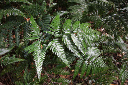 Image of East Indian hollyfern