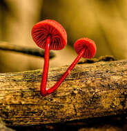 Image of Cruentomycena