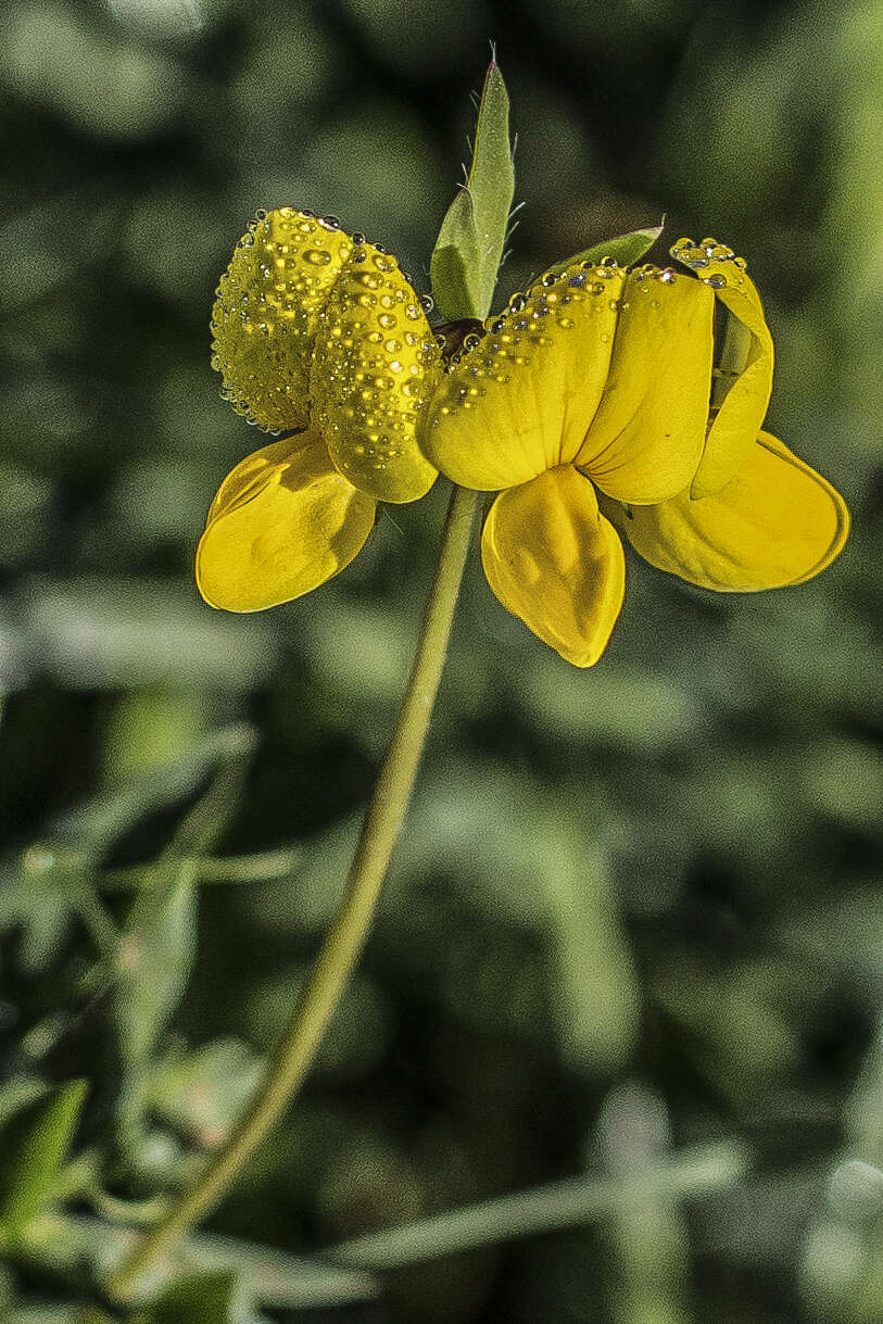 Imagem de Lotus corniculatus L.