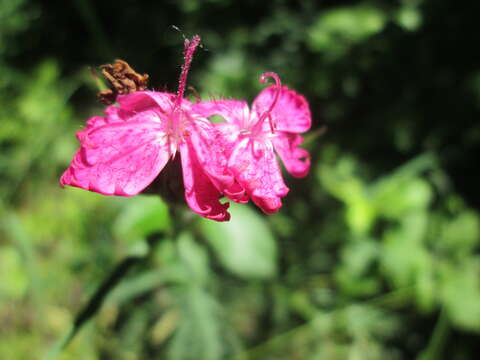 Image of carthusian pink