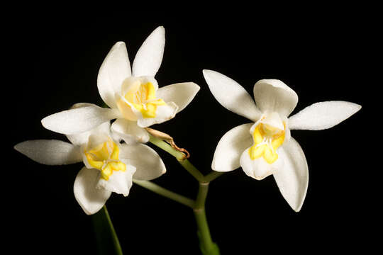 Image of Coelogyne corymbosa Lindl.