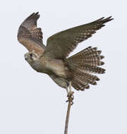 Image of Brown Falcon