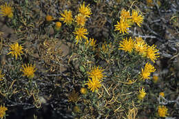 Image of Pteronia pallens L. fil.