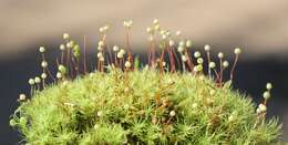 Image of Apple moss