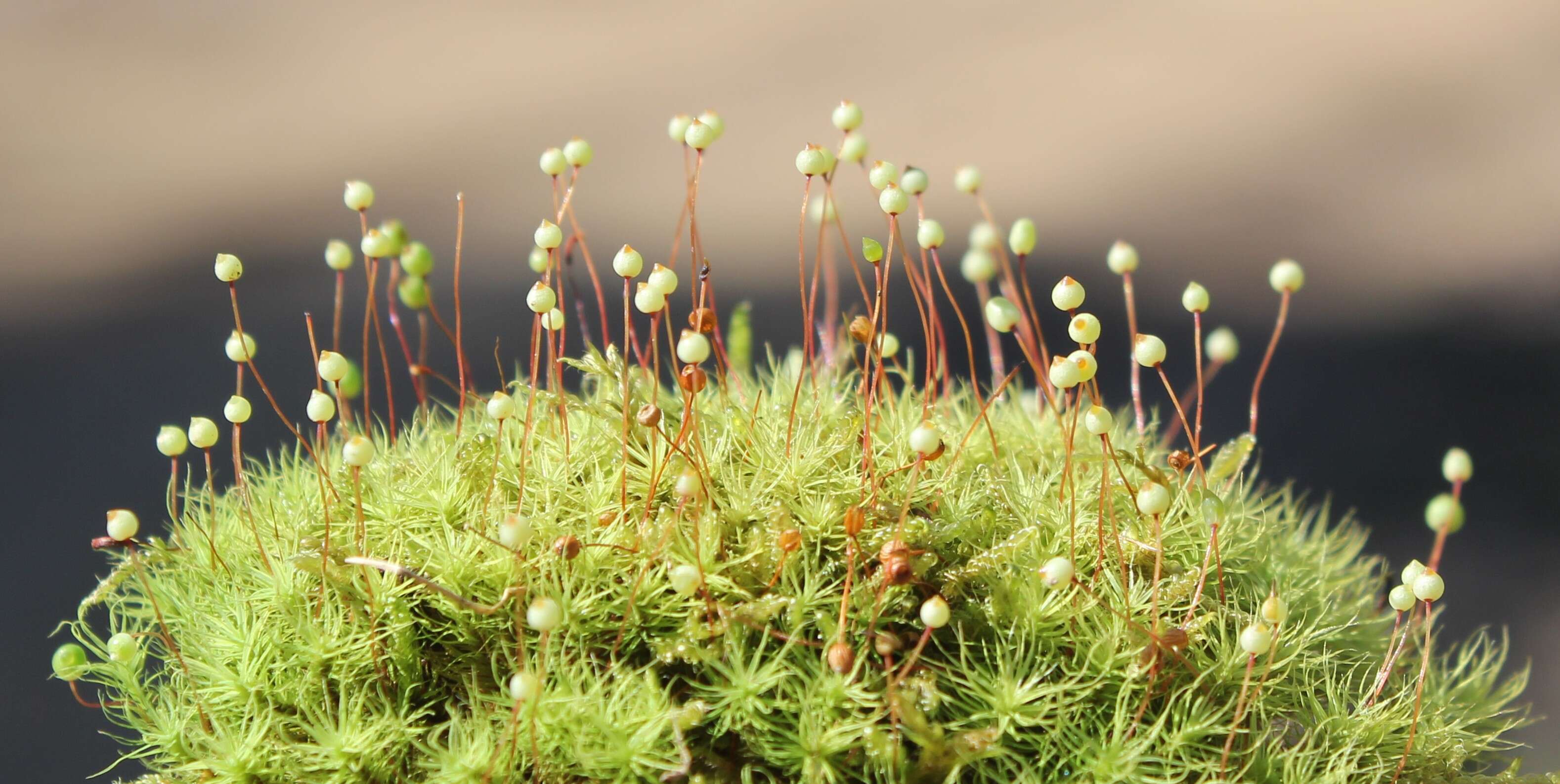 Image of Apple moss