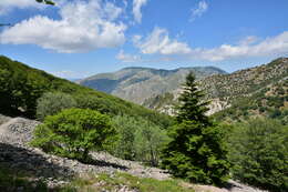 Imagem de Abies nebrodensis (Lojac.) Mattei