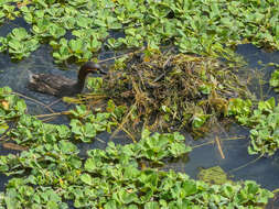 Image of pistia