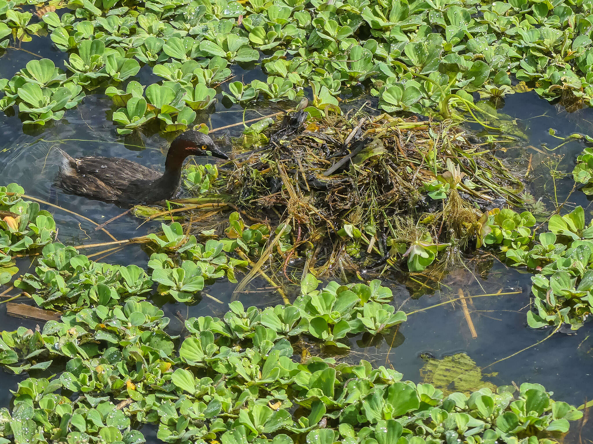 Image of pistia