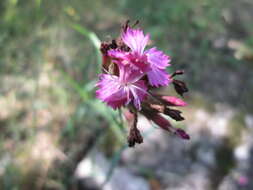 Image of carthusian pink