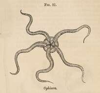 Image of Ophiura Lamarck 1801