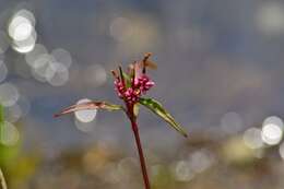 Image of Redshank