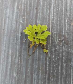 Image of Mosquito fern