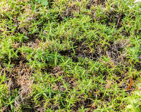 Image of moss phlox