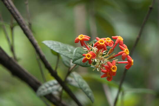 Image of Rondeletia odorata Jacq.